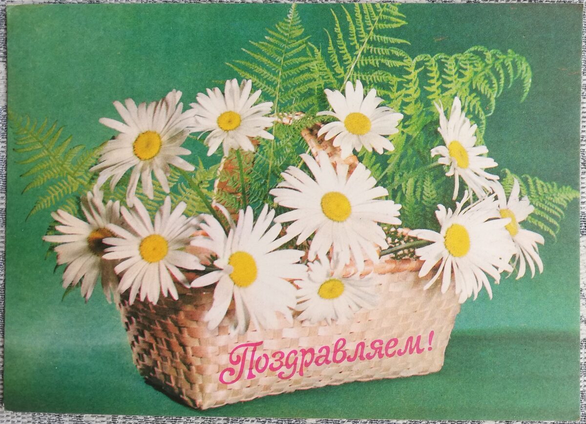 "Congratulations!" 1979 Daisies and fern 10.5x14.5 cm USSR art postcard  