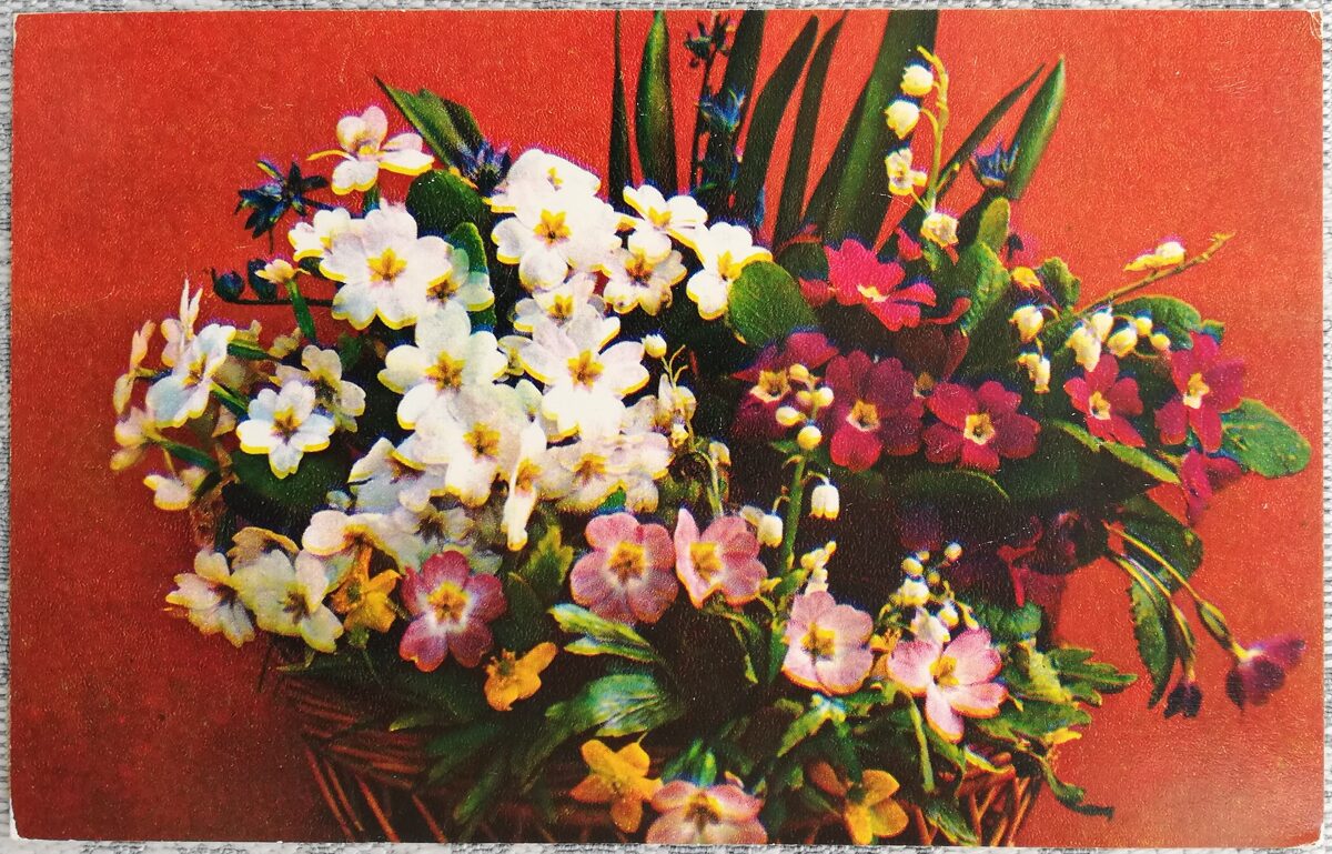 "Congratulations!" 1975 Phlox 14x9 cm USSR postcard  