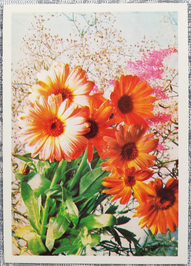 Daudz laimes dzimšanas dienā! 1975 Oranži ziedi 10,5x15 cm PSRS pastkarte  