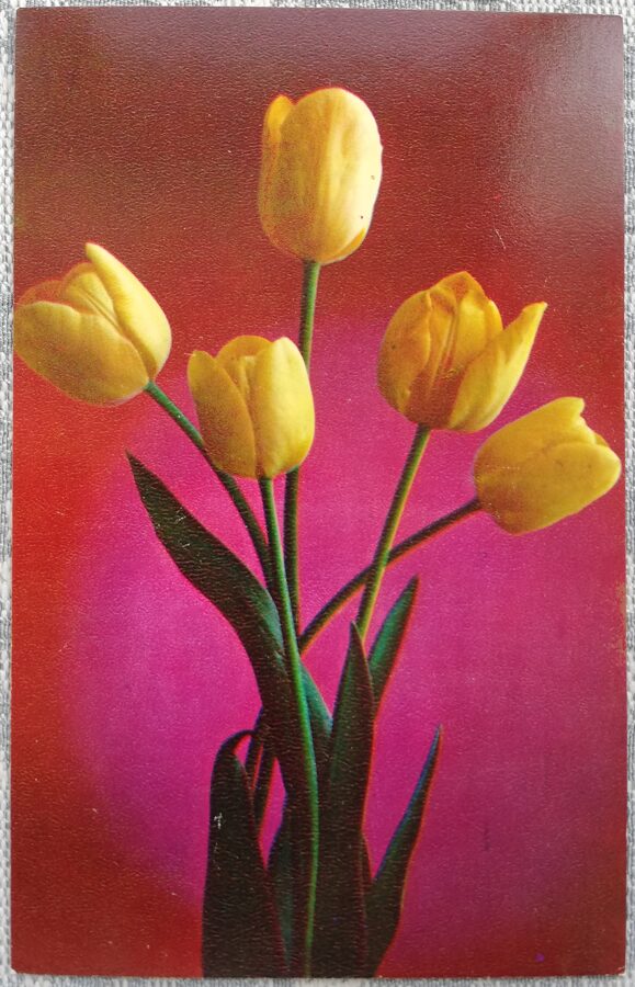 1975 Dzeltenās tulpes 9x14 cm ziedi PSRS pastkarte  