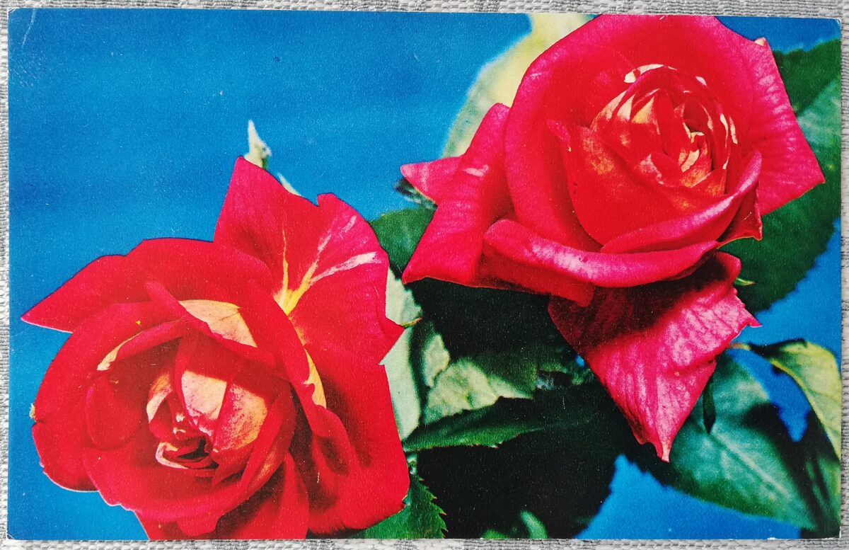 1975 Sarkanas rozes 14x9 cm ziedi pastkarte PSRS  
