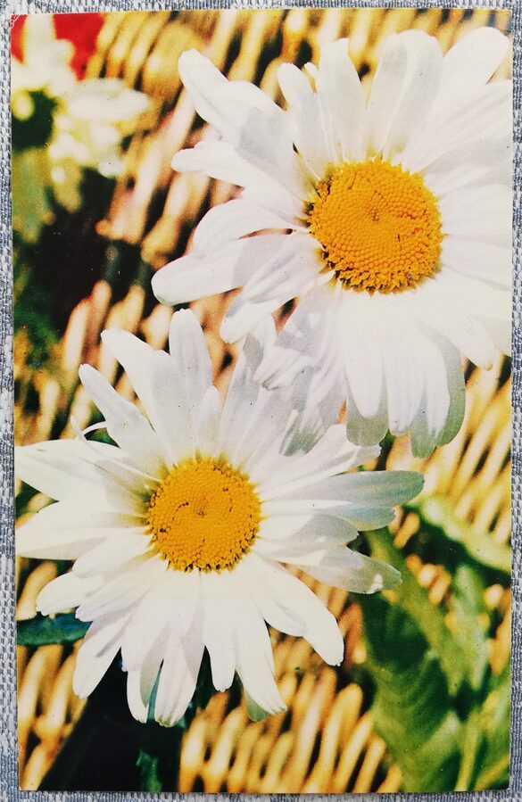 1975 Margrietiņas 9x14 cm ziedi pastkarte PSRS  