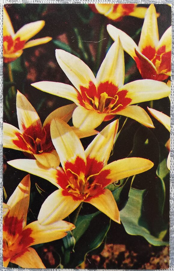 1975 Tulpes "Kronis" 9x14 cm ziedi PSRS pastkarte  
