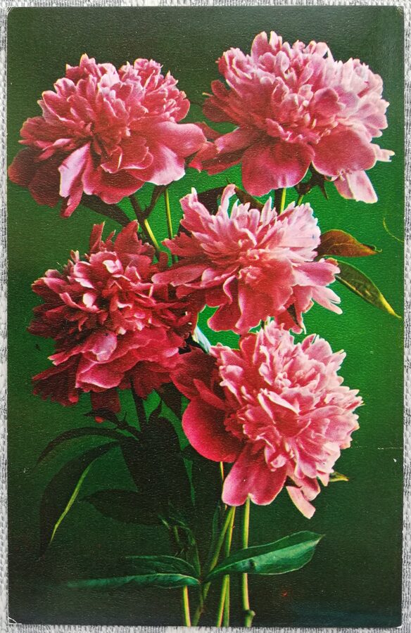 1975 Peonijas 9x14 cm ziedi pastkarte PSRS   