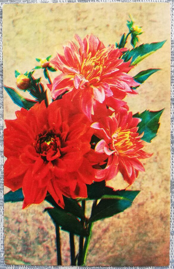 1975 Dālijas 9x14 cm ziedi PSRS pastkarte   