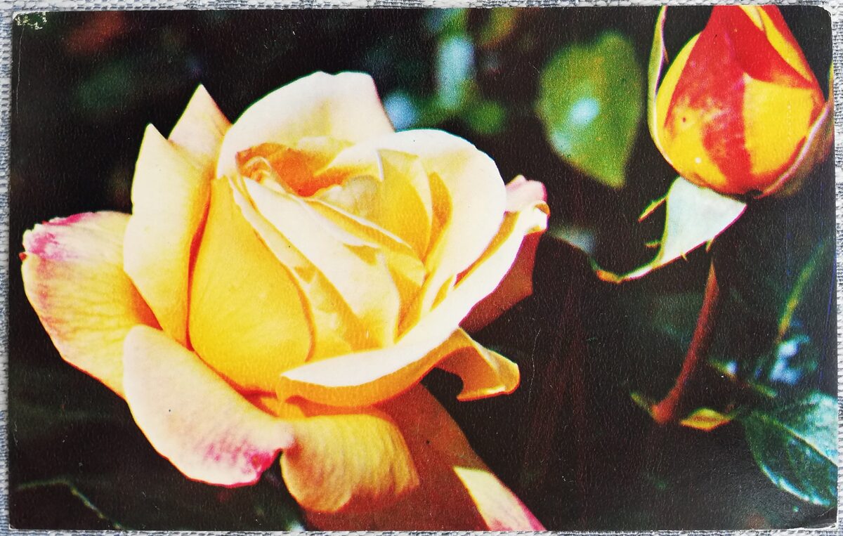 1975 Roze "Gloria Dei" 14x9 cm ziedi pastkarte PSRS  