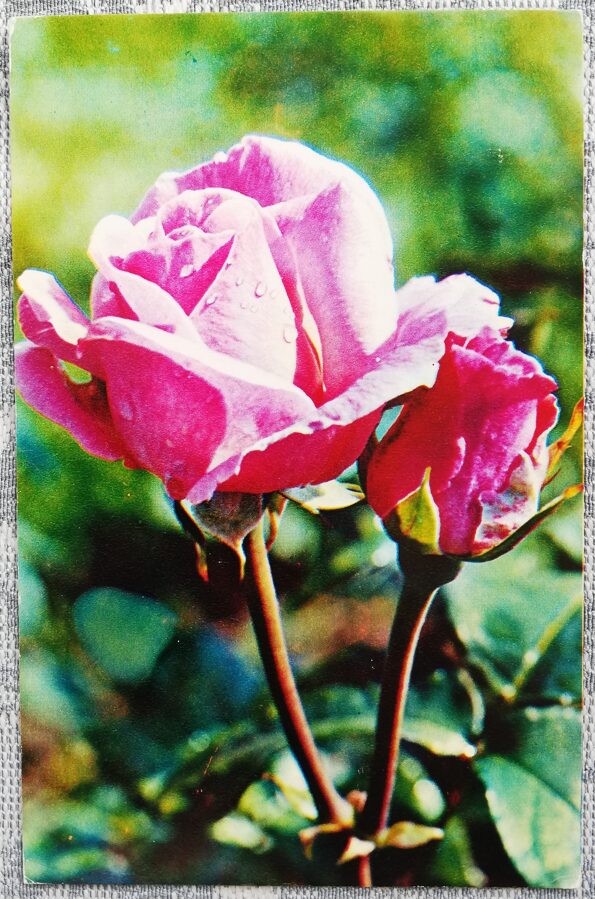 1975 Roze "Karaliene Elizabete" 9x14 cm ziedi pastkarte PSRS  