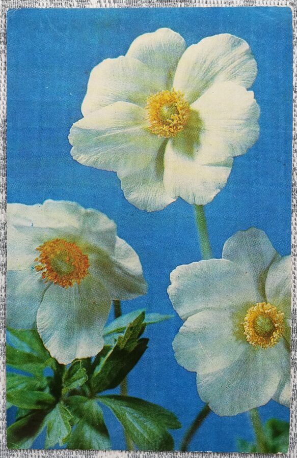 1975 Balti ziedi 9x14 cm ziedi Latvijas pastkarte  