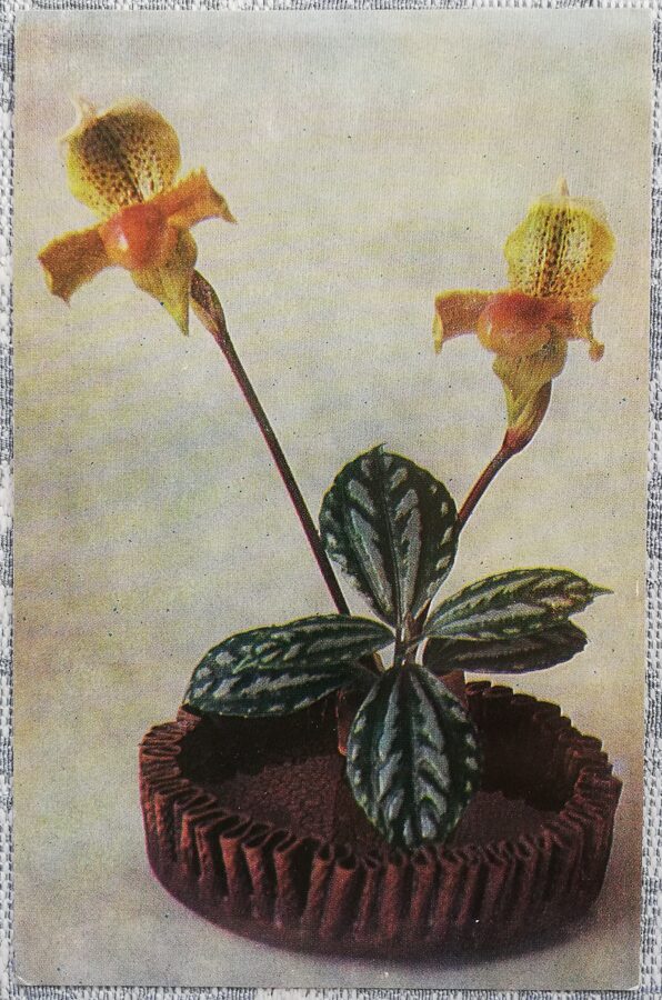 1975 Tauriņu deja 9x14 cm ziedi Latvijas pastkarte  