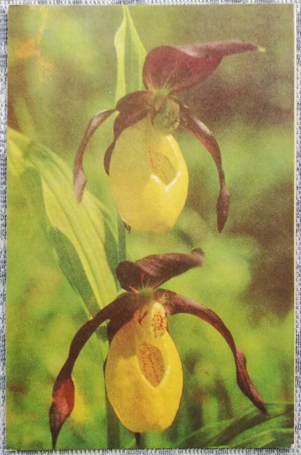 1975 Dzeltenā dzegužkurpīte 9x14 cm ziedi Igaunijas pastkarte     