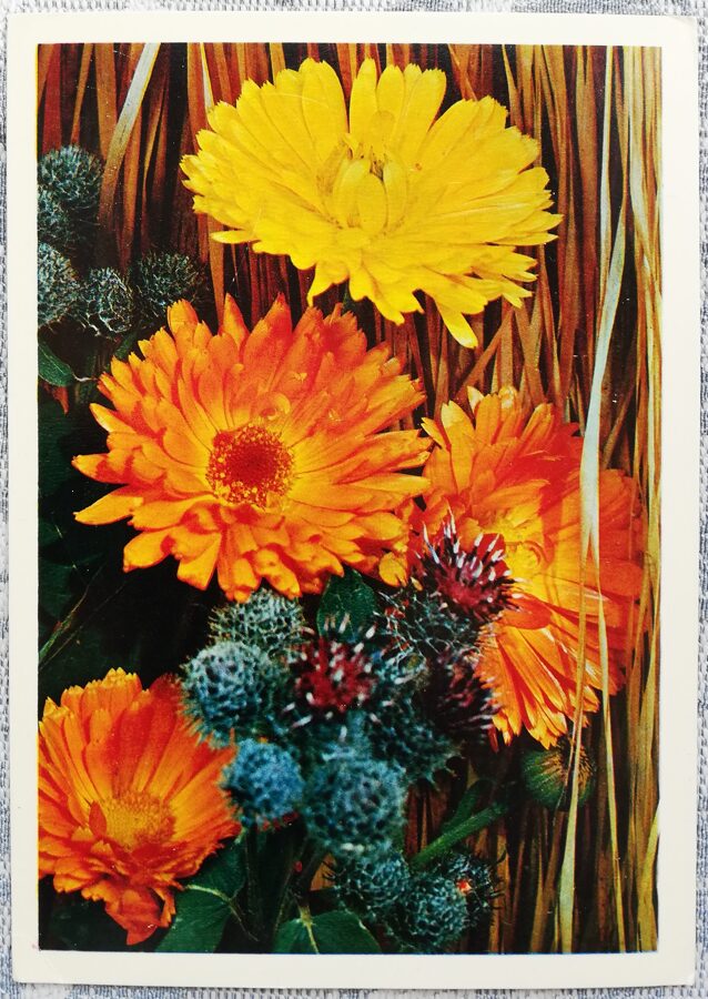 1975 Kliņģerīte un dadzis 10,5x15 cm ziedi PSRS pastkarte  