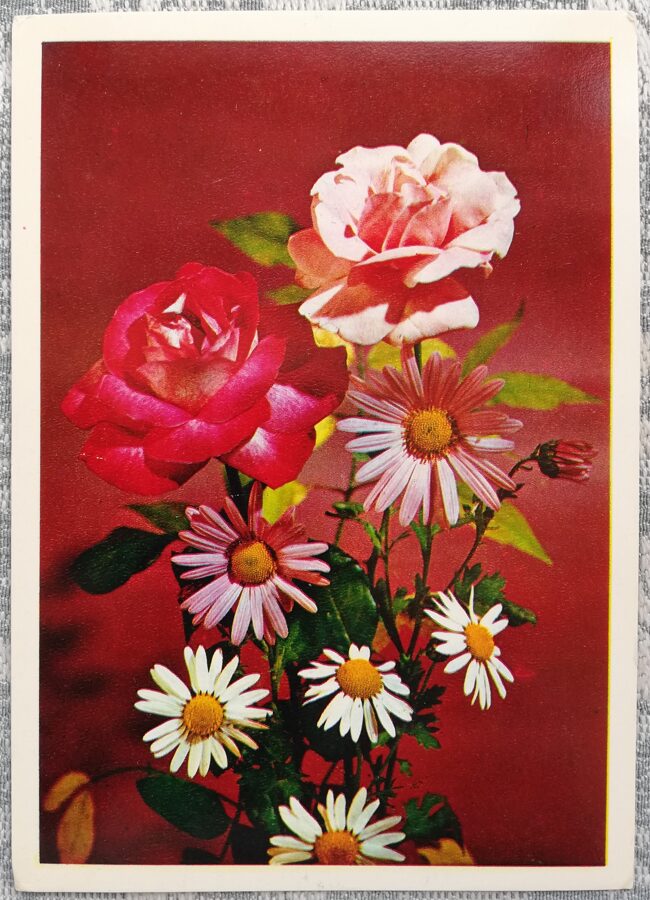 1975 Rozes un margrietiņas 10,5x15 cm ziedi pastkarte PSRS  