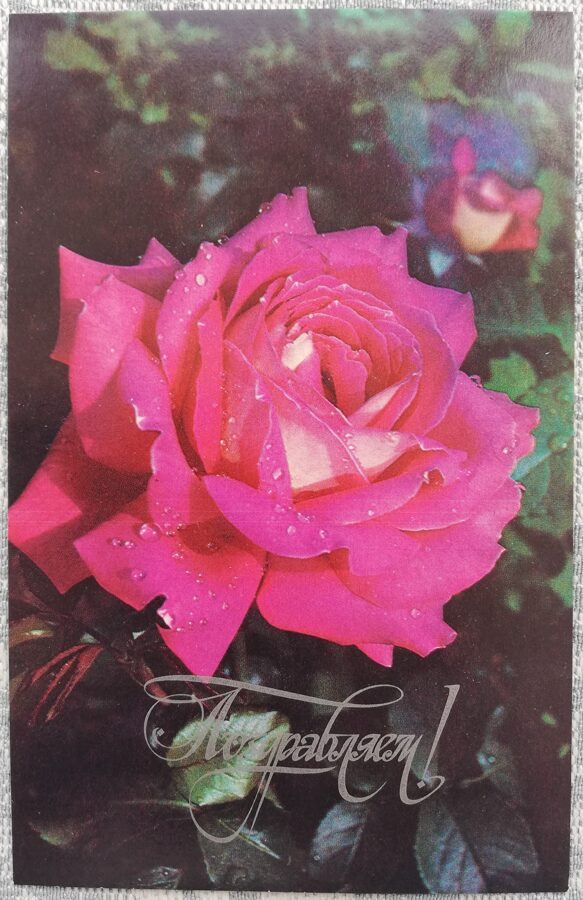 "Congratulations!" 1977 Pink rose 9x14 cm USSR postcard 