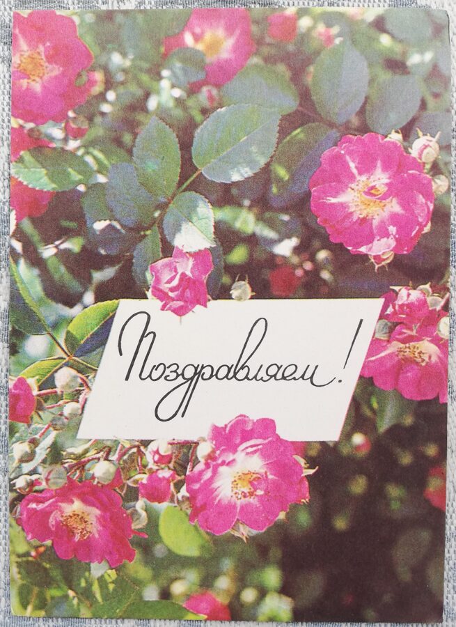 "Congratulations!" 1977 Wild rose 10.5x15 cm USSR postcard  