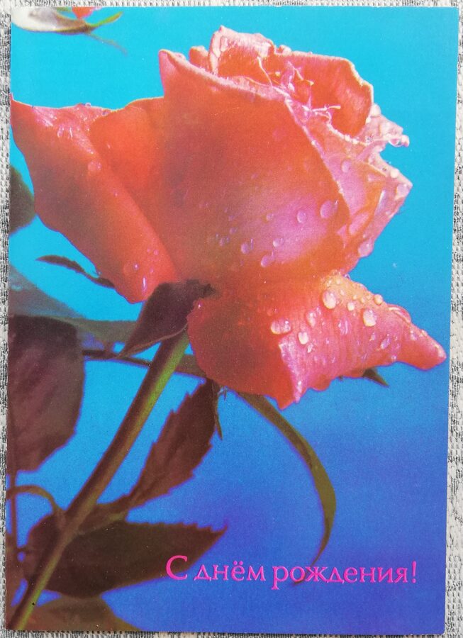Daudz laimes dzimšanas dienā 1988 Rozā roze 10,5x15 cm PSRS pastkarte   