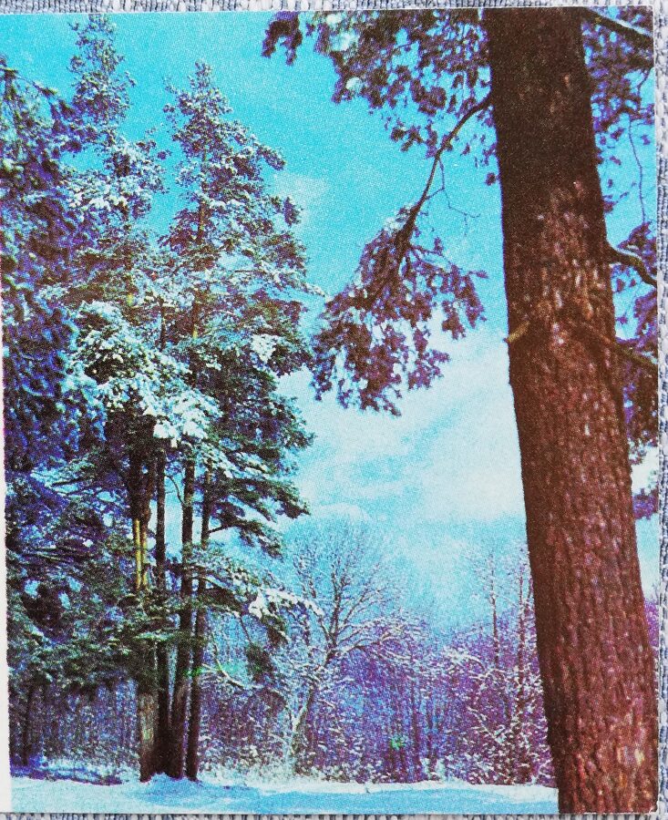 "Laimīgu Jauno gadu!" 1975 Ziemas mežs 7x9 cm Latvijas pastkarte  