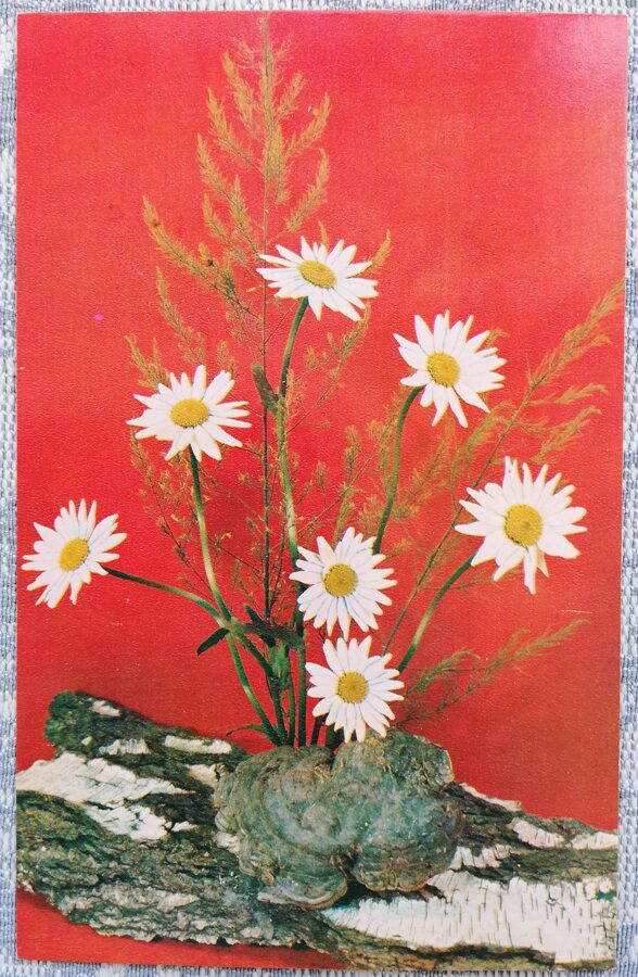 Margrietiņas uz sarkana fona 1978 ziedi 9x14 cm PSRS pastkarte   