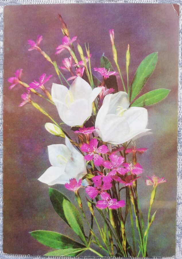 1978 ziedi 10,5x15 cm PSRS pastkartes foto I. Dergiļeva  