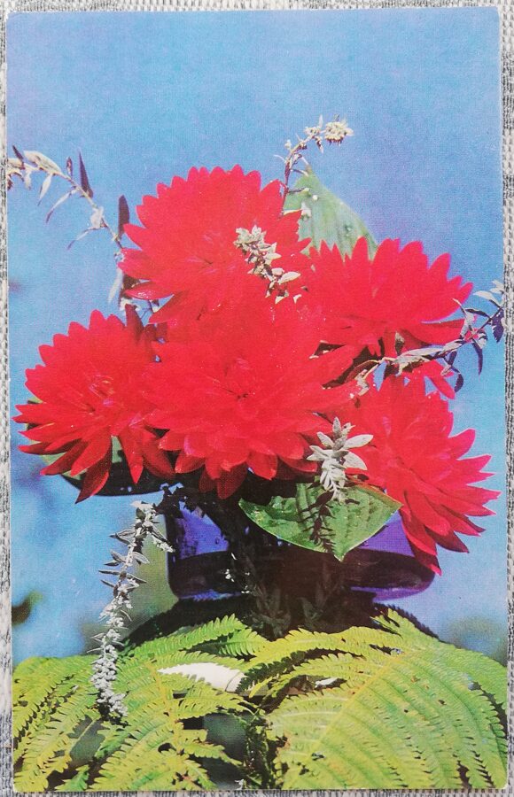 Dālijas 1979 ziedi 9x14 cm PSRS pastkarte   
