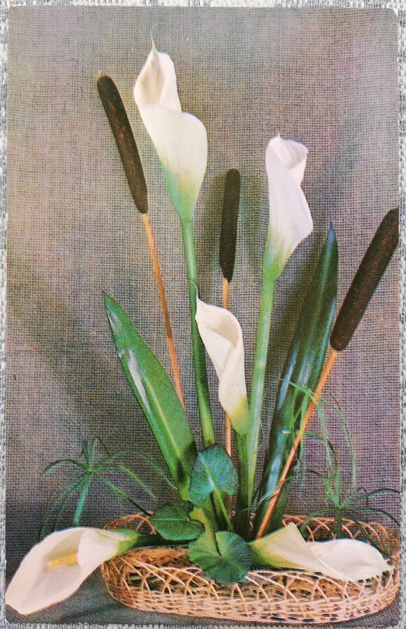 Kallas 1979 ziedi 9x14 cm PSRS pastkarte   