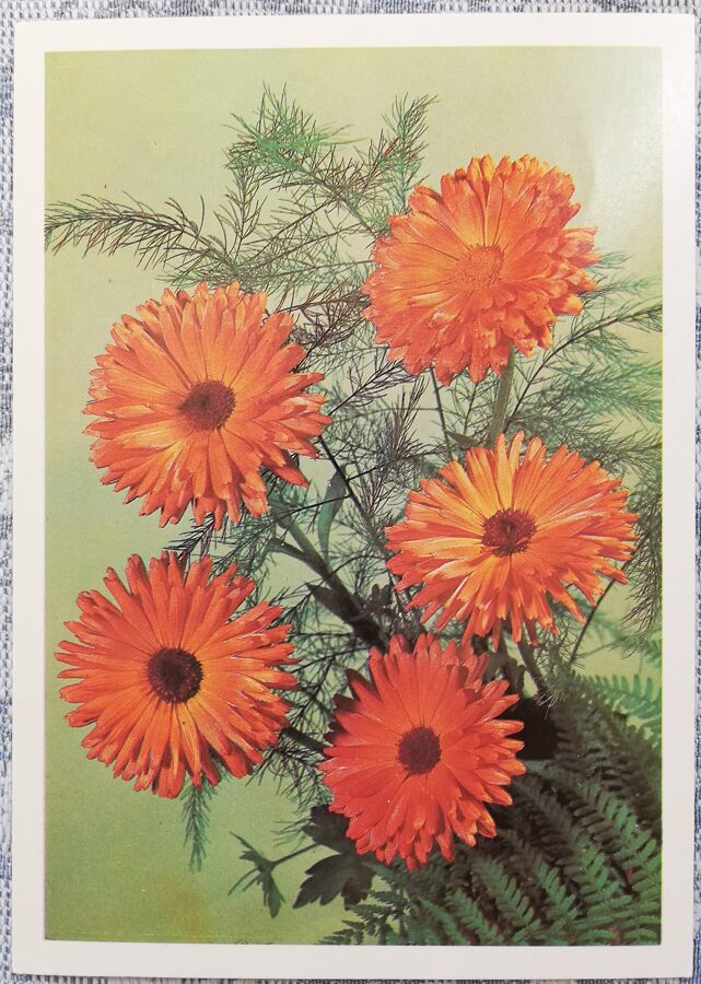 Kliņģerītes 1979 ziedi 10,5x15 cm PSRS pastkarte  