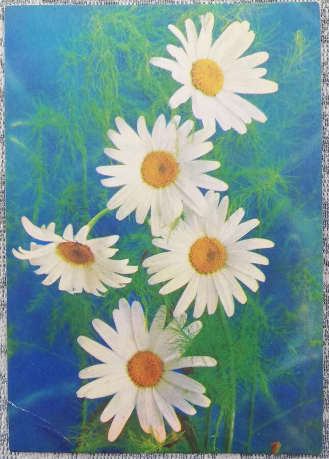 Margrietiņas 1979 ziedi 10,5x15 cm PSRS pastkarte  