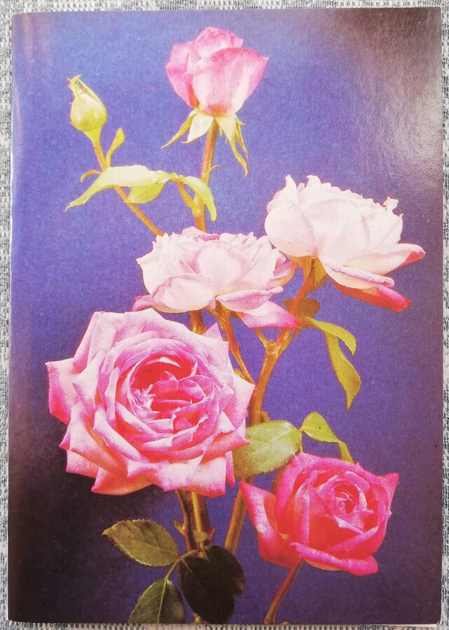 Pink roses 1988 flowers 10.5x15 cm USSR postcard  