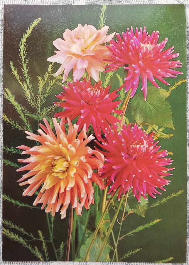 Dālijas 1988 ziedi 10,5x15 cm PSRS pastkarte   