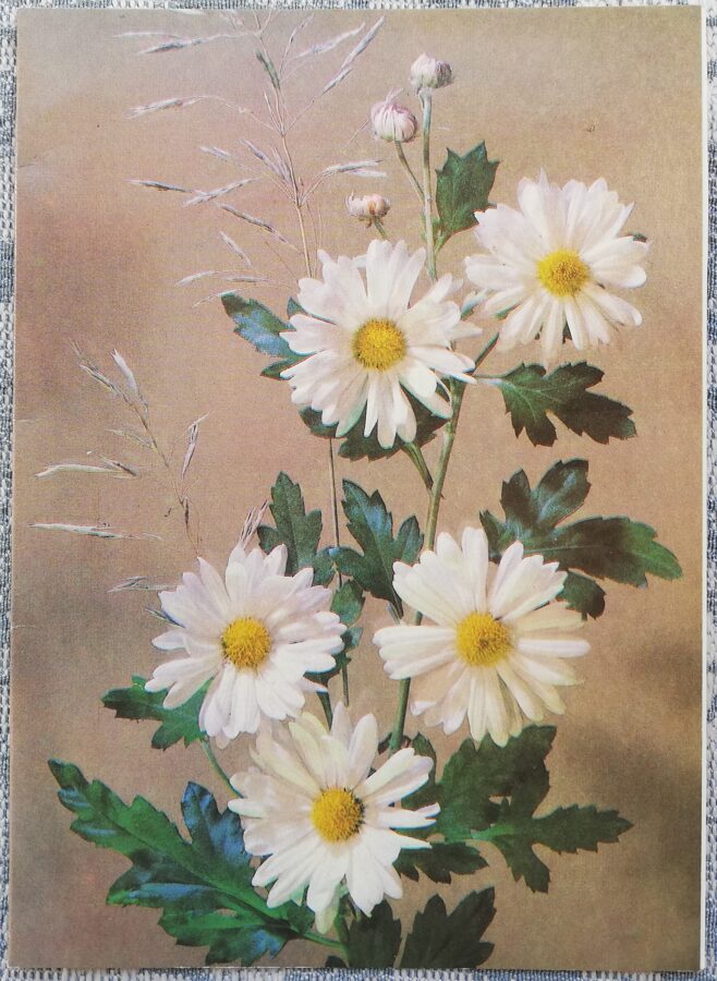 Krizantēmas Bacardi 1988 ziedi 10,5x15 cm PSRS pastkarte  