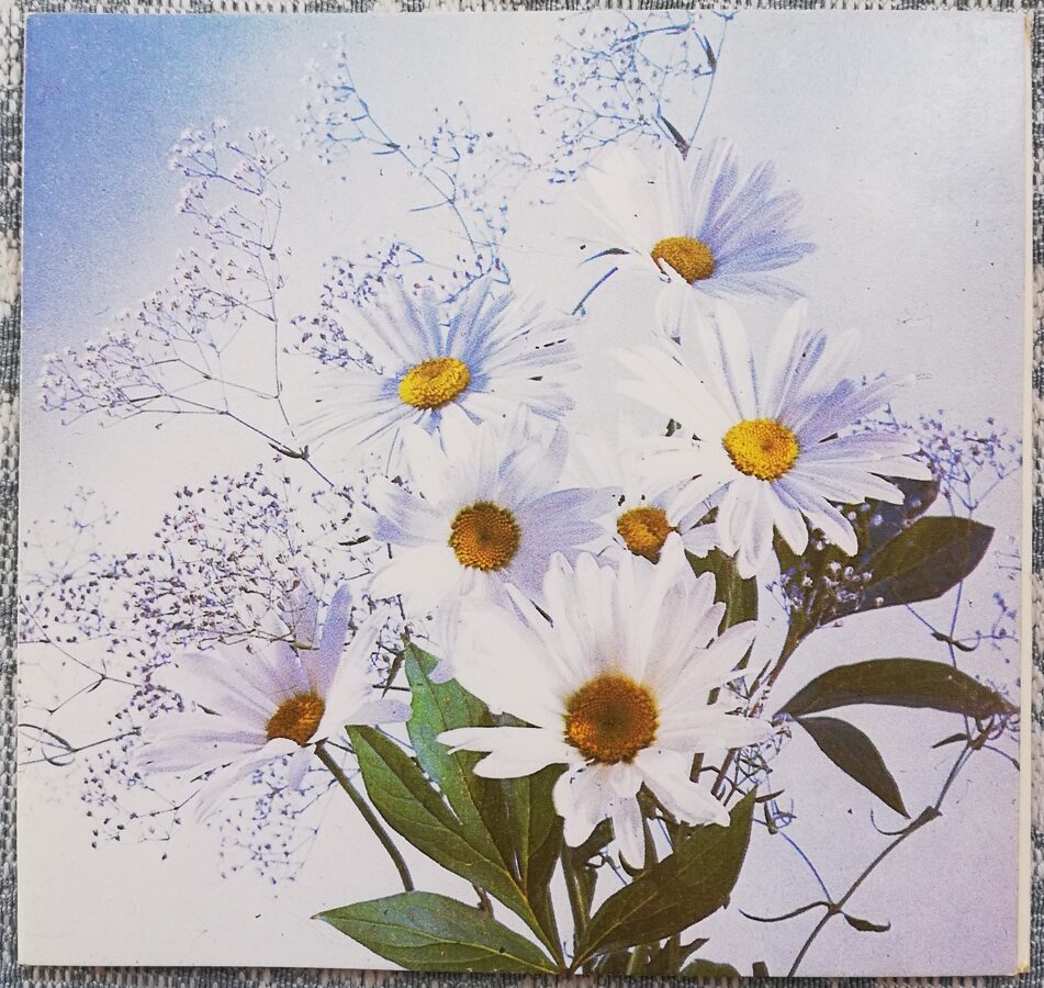 Margrietiņas 1988 ziedi 11x10,5 cm PSRS pastkarte   