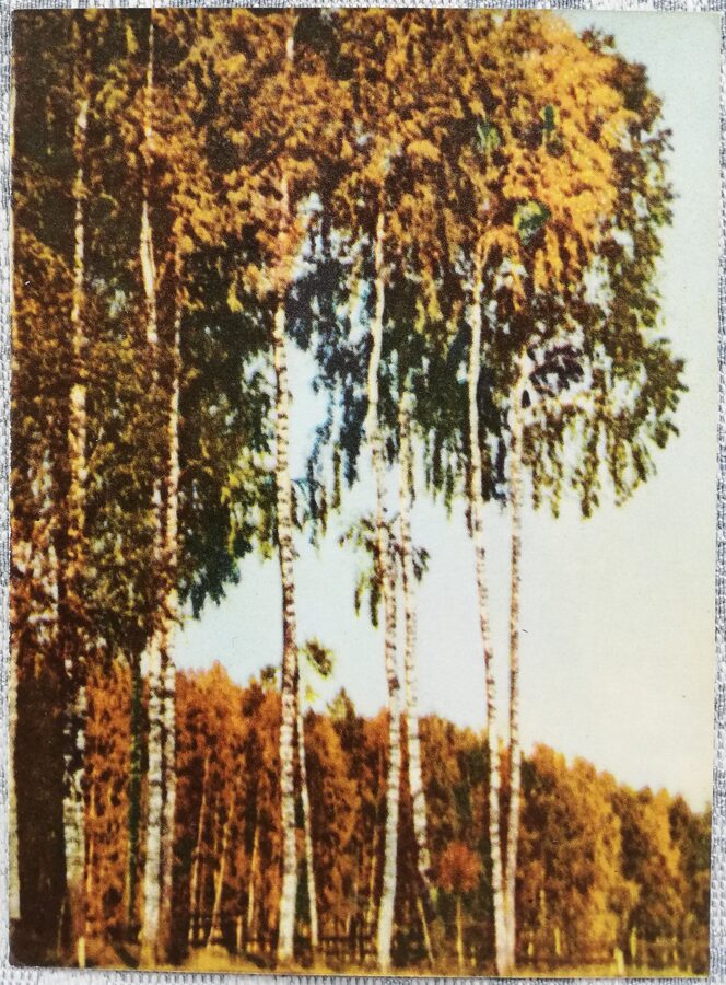 Bērzi rudenī 1963 Latvija 10,5x14 cm pastkarte J. Gailītis   