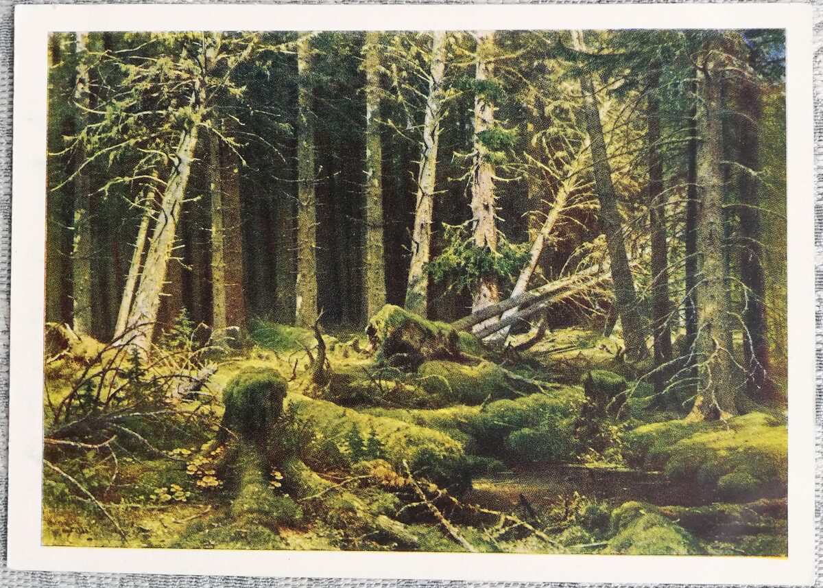 Ivans Šiškins 1963 "Vējlauze (Vologdas meži)." 15x10,5 cm PSRS mākslas pastkarte  