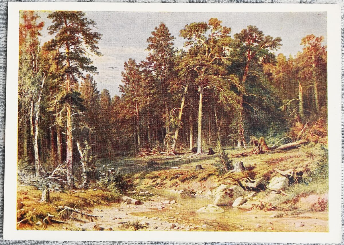 Ivans Šiškins 1961 Priežu mežs. Mastu mežs Vjatkas provincē. 15x10,5 cm PSRS mākslas pastkarte  