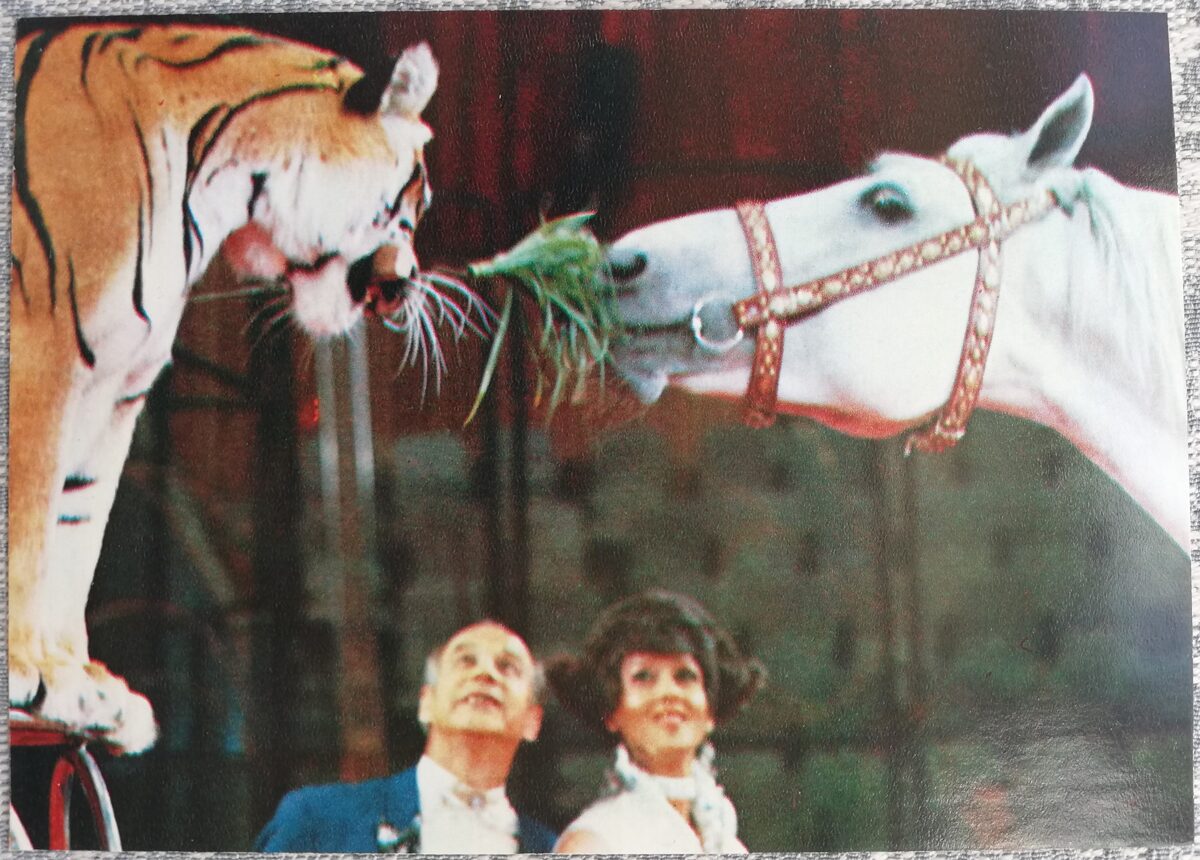 Circus 1979 Viktor Tikhonov and Larisa Tikhonov with tigers 15x10.5 cm USSR postcard  