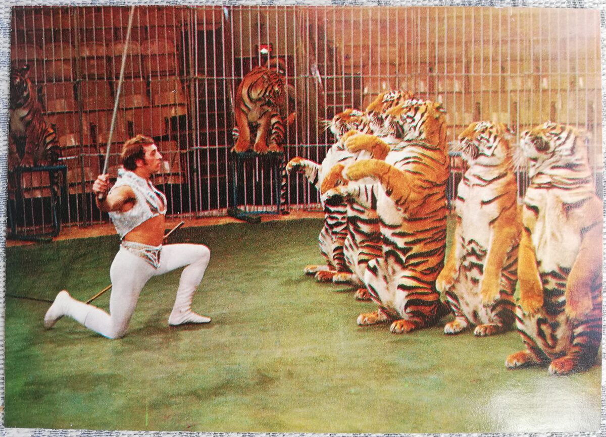 Circus 1979 "Trained Tigers", tamer artist of the Latvian SSR Stepan Denisov 15x10.5 cm USSR postcard  