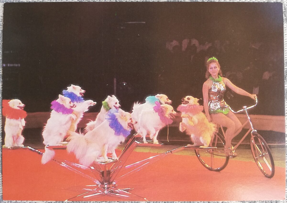 Цирк 1986 Велофигуристка с собачками Марина Лапиадо 15x10,5 см открытка СССР  