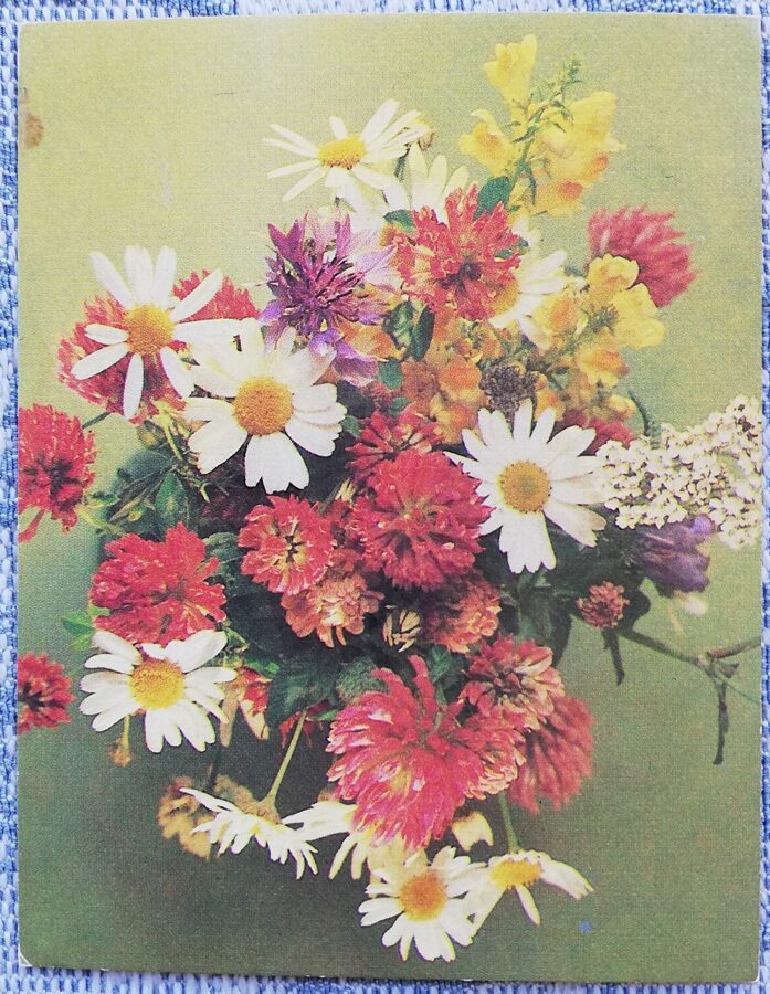 Ziedi 1984 Margrietiņas un āboliņi 7x9 cm MINI PSRS pastkarte  