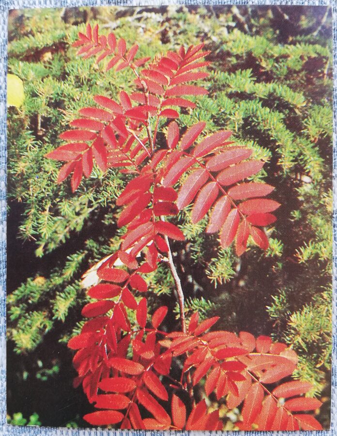 Ziedi 1984 Pīlādža zars 7x9 cm MINI PSRS pastkarte  