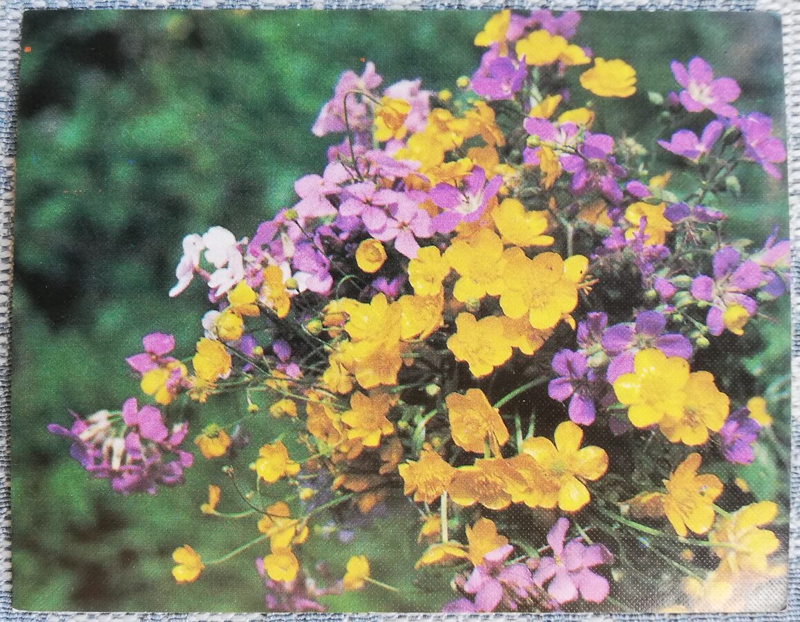 Ziedi 1984 Savvaļas ziedi 7x9 cm MINI PSRS pastkarte  