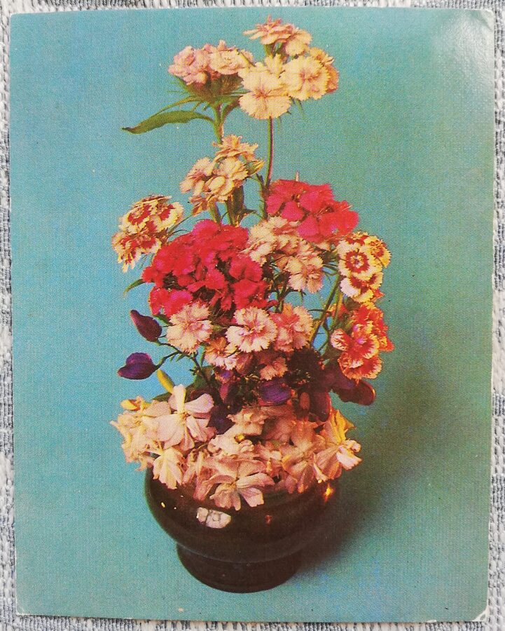 Ziedi 1984 Neļķes 7x9 cm MINI PSRS pastkarte  