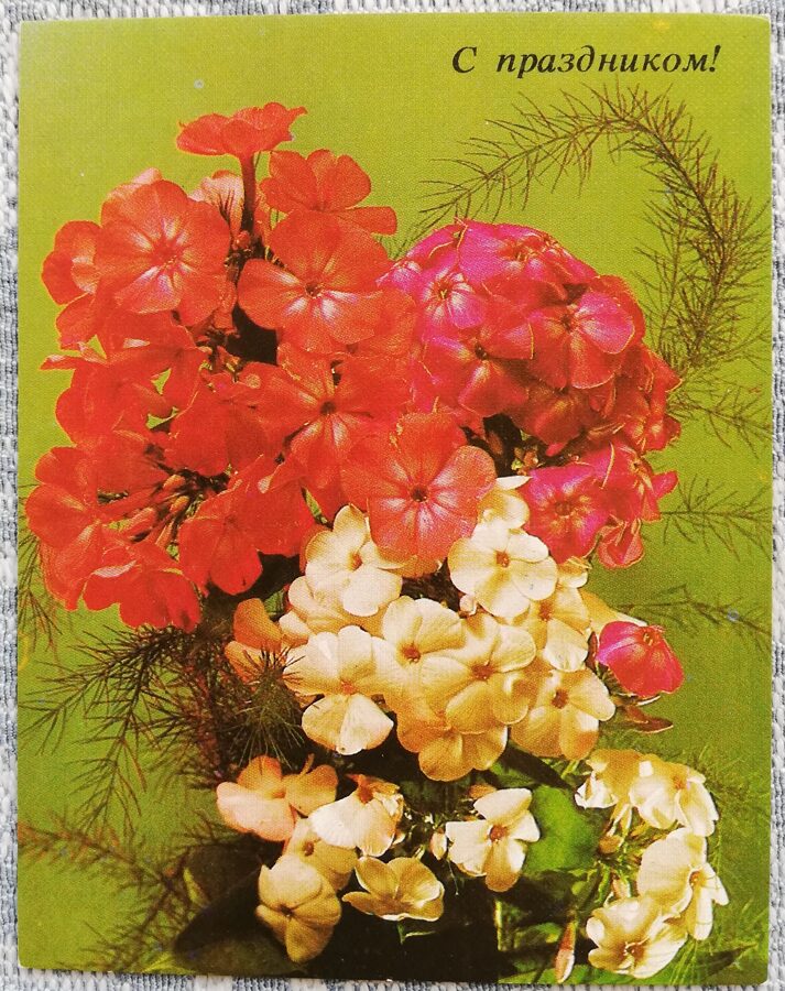 Ziedi 1984 Floksi 7x9 cm MINI PSRS pastkarte  