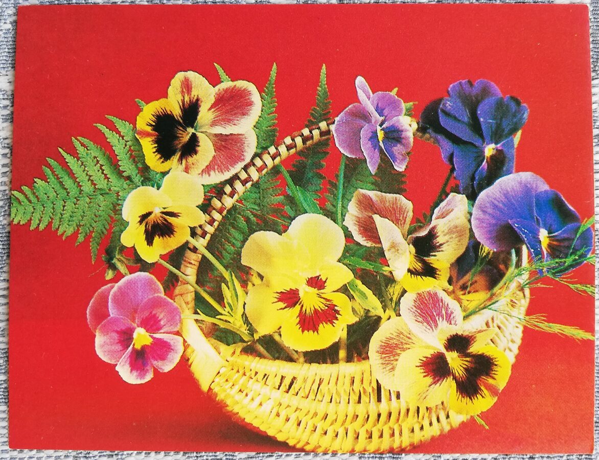 Ziedi 1984 Trīskrāsu vijolītes 9x7 cm MINI PSRS pastkarte  