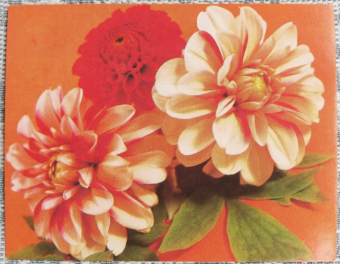 Ziedi 1987 Dālijas 9x7 cm MINI PSRS pastkarte  