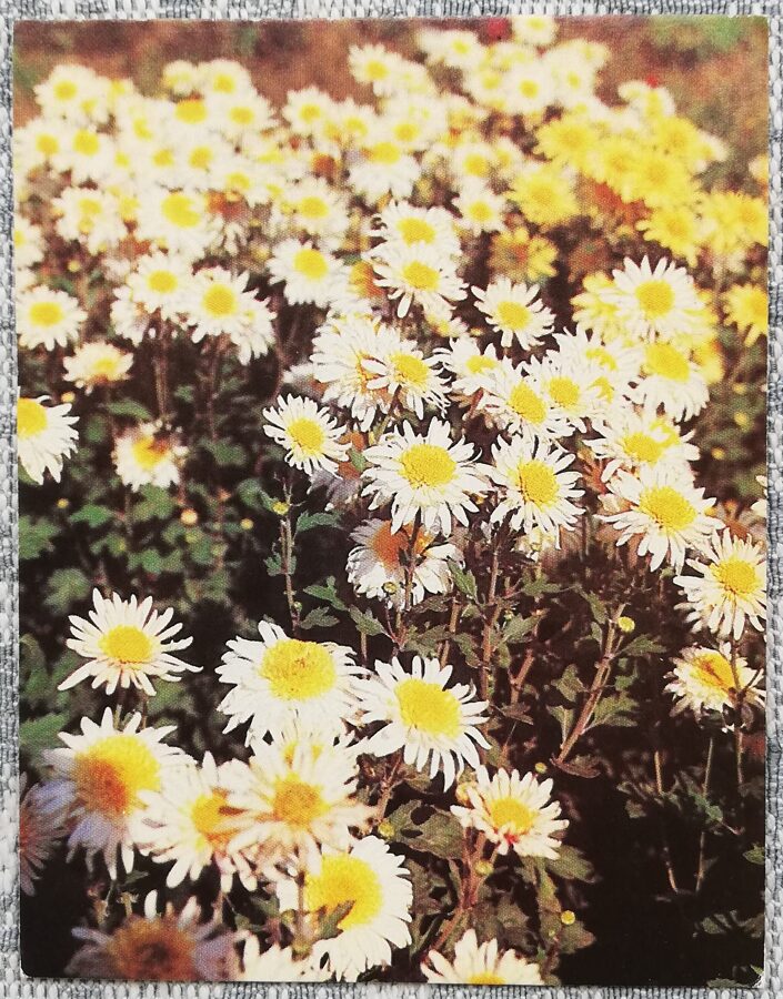 Ziedi 1987 Krizantēmas 7x9 cm MINI PSRS pastkarte  