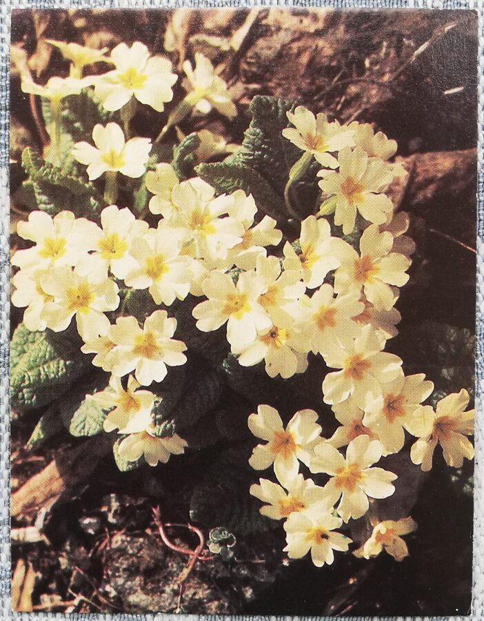 Ziedi 1987 Primula 7x9 cm MINI PSRS pastkarte  