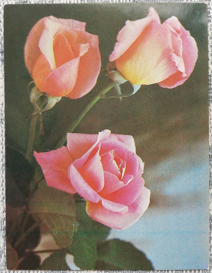 Happy Birthday! 1986 Pink roses 7x9 cm MINI USSR postcard  