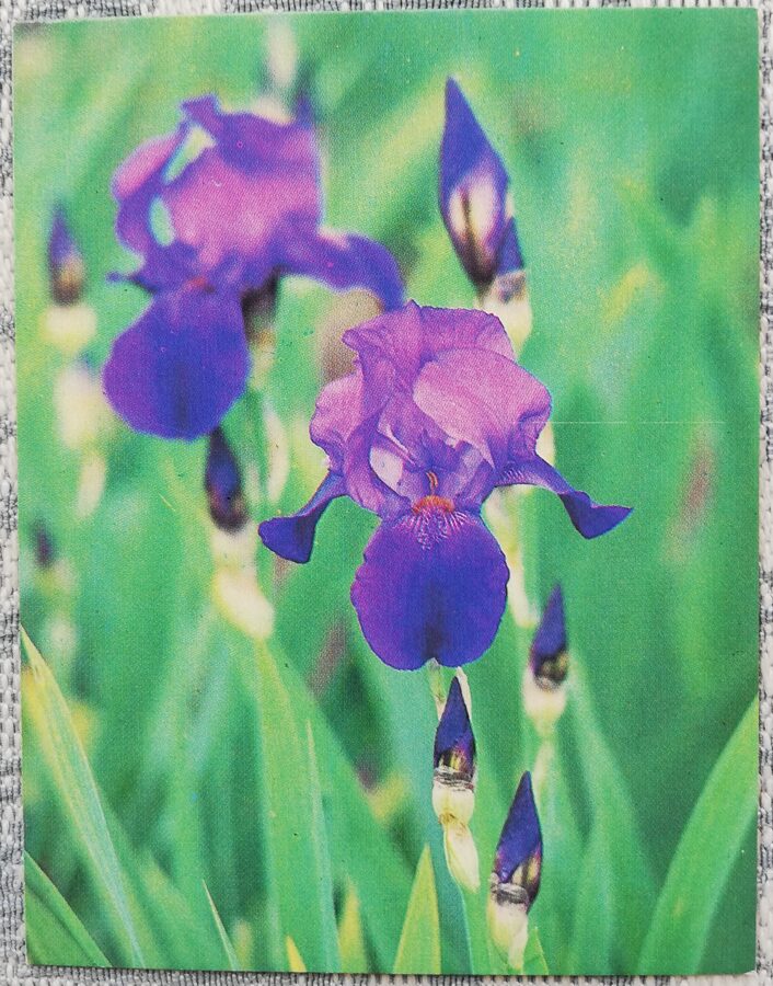 Ziedi 1985 Īrisi 7x9 cm MINI PSRS pastkarte  