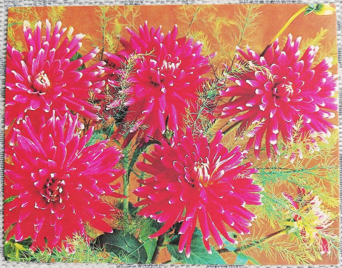 Ziedi 1985 Dālijas 9x7 cm MINI PSRS pastkarte  