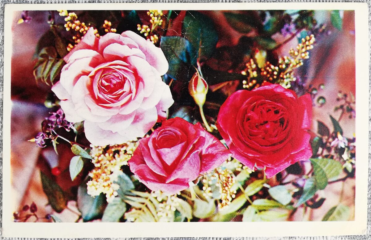 Красные розы 1976 С днём рождения 14x9 см открытка СССР  