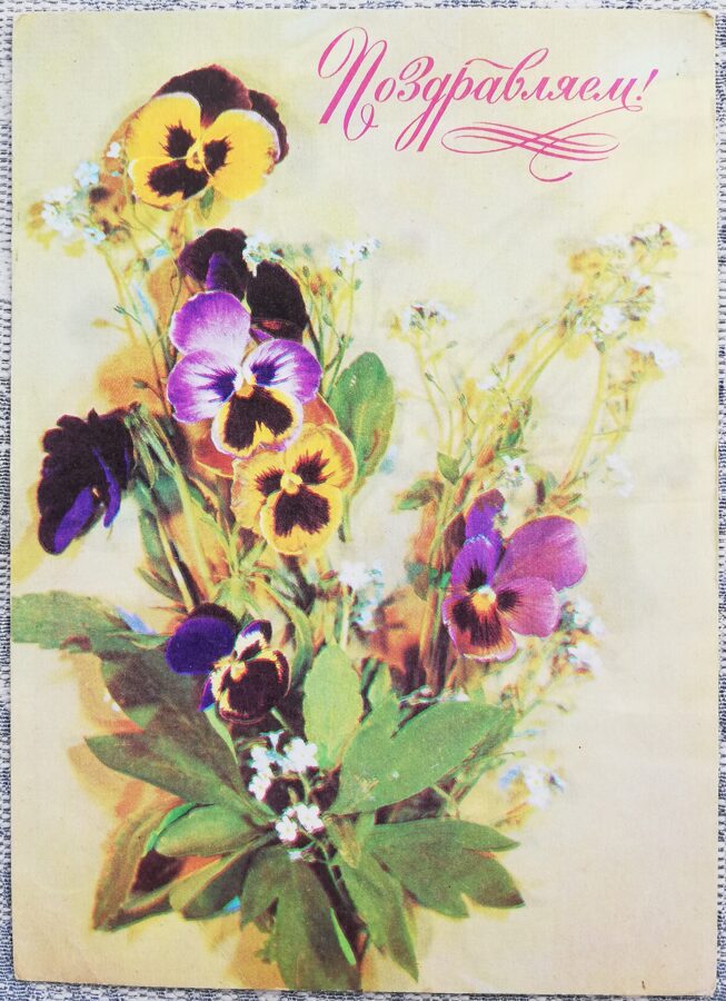 Congratulations 1978 Violets tricolor 10.5x15 cm USSR postcard  